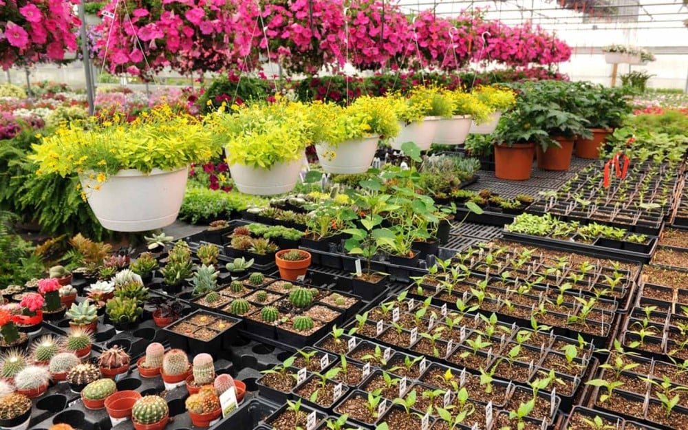 مشاتل الفزون